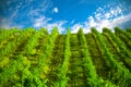 Nature, background,with Vineyard in autumn harvest. Ripe grapes in fall Royalty Free Stock Photo