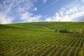 Nature, background,with Vineyard in autumn harvest. Ripe grapes in fall