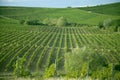 Nature, background,with Vineyard in autumn harvest. Ripe grapes in fall Royalty Free Stock Photo