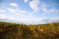 Nature, background,with Vineyard in autumn harvest. Ripe grapes in fall Royalty Free Stock Photo