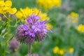 Nature background violet blue flowers Phacelia tanacetifolia