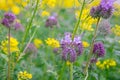 Nature background violet blue flowers Phacelia tanacetifolia