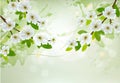 Nature background with white blossoming branches Royalty Free Stock Photo