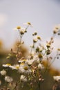 Nature background with wild flowers camomiles. A closeup of some beautiful flowers. Daisy flowers. Royalty Free Stock Photo