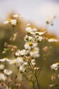 Nature background with wild flowers camomiles. A closeup of some beautiful flowers. Daisy flowers. Royalty Free Stock Photo