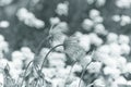 Nature background with wildgrass.