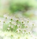 Nature background with wildgrass. Selective focus. Plant background.