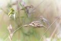 Nature background with wildgrass under sunlight. Selective focus.