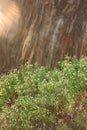 Nature background with wooden bark, green plant leaves and sunlight Royalty Free Stock Photo