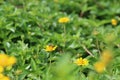 Yellow flower daisy seeds blossom small and bee on nature background Royalty Free Stock Photo