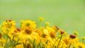 Nature Background with Yellow Helenium flowers