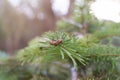 NATURE BACKGROUNDS. FIR PINE TREE TEXTURE BACKGROUND SELECTIVE F