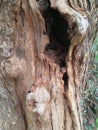 Termite attacked tree Royalty Free Stock Photo
