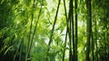nature bamboo tree Royalty Free Stock Photo
