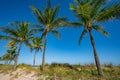 Nature beach dunes Fort Lauderdale Beach turtle nesting grounds