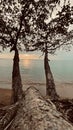 Nature beach tree sunset view Royalty Free Stock Photo