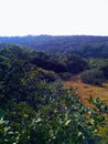 nature beauti green trees