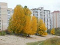 beautiful autumn landscape tall trees with yellow leaves growing near high-rise demos