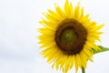 Nature Sunflower under white sky. Royalty Free Stock Photo