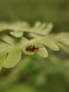 Nature beautiful insect.verity type insect