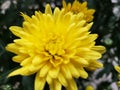 Lovely Yellow Poms