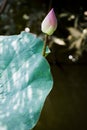 Pink lotus flower bud bloom Royalty Free Stock Photo