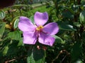 Nature Beautiful Purple Wild Flower of Sri lanka Royalty Free Stock Photo