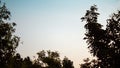 Nature - A beautiful sky with leaves framing Royalty Free Stock Photo