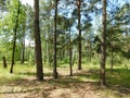 beautiful summer landscape green grass tall trees growing in the park Royalty Free Stock Photo