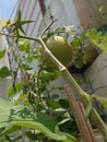 Nature Beautiful tomato