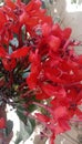 Nature beautiful wonderful flowers red