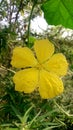 Nature beauty bitter gourd flower yellow Jhelum