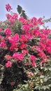 Nature beauty Bougainvillea glabra flowers Jhelum