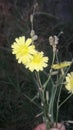 Nature beauty creeping launaea golden flower s Jhelum
