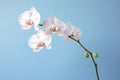 Nature beauty flower plant orchid petal floral blossom botany white flora