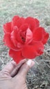 Nature beauty A Hybrid tea rose Jhelum