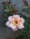 Nature beauty jhelum pakiPakistan Rose flower