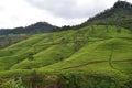 Nature beauty landscape with green tea plantation Royalty Free Stock Photo