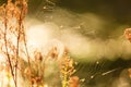 Nature beauty morning. Cobweb on dry grass.