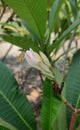 Nature beauty in this picture. Butterfly on the flowers