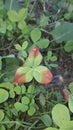 Nature beauty Red corners leaf plant Jhelum Royalty Free Stock Photo