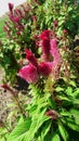 Nature beauty red flowers Jhelum Royalty Free Stock Photo