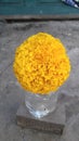 Nature beauty Tagetes erecta flower Jhelum