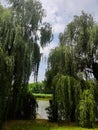 nature beauty trees forest river high willow