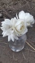 Nature beauty white rose flowers Jhelum Royalty Free Stock Photo