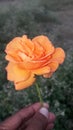 Nature beauty yellow Rose flower Jhelum
