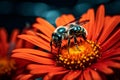 Nature bee flower blossom pollination orange insect Royalty Free Stock Photo