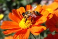 Nature bee flower honey closeup insect pollen beauty orange pollination blossom Royalty Free Stock Photo