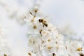 Nature, bee, pollination, flowers, cherry, cherry, work of bees