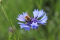 Nature bee wasp sits collects nectar honey on a blue cornflower flower. summer. Collecting honey. ecology. Natural chains